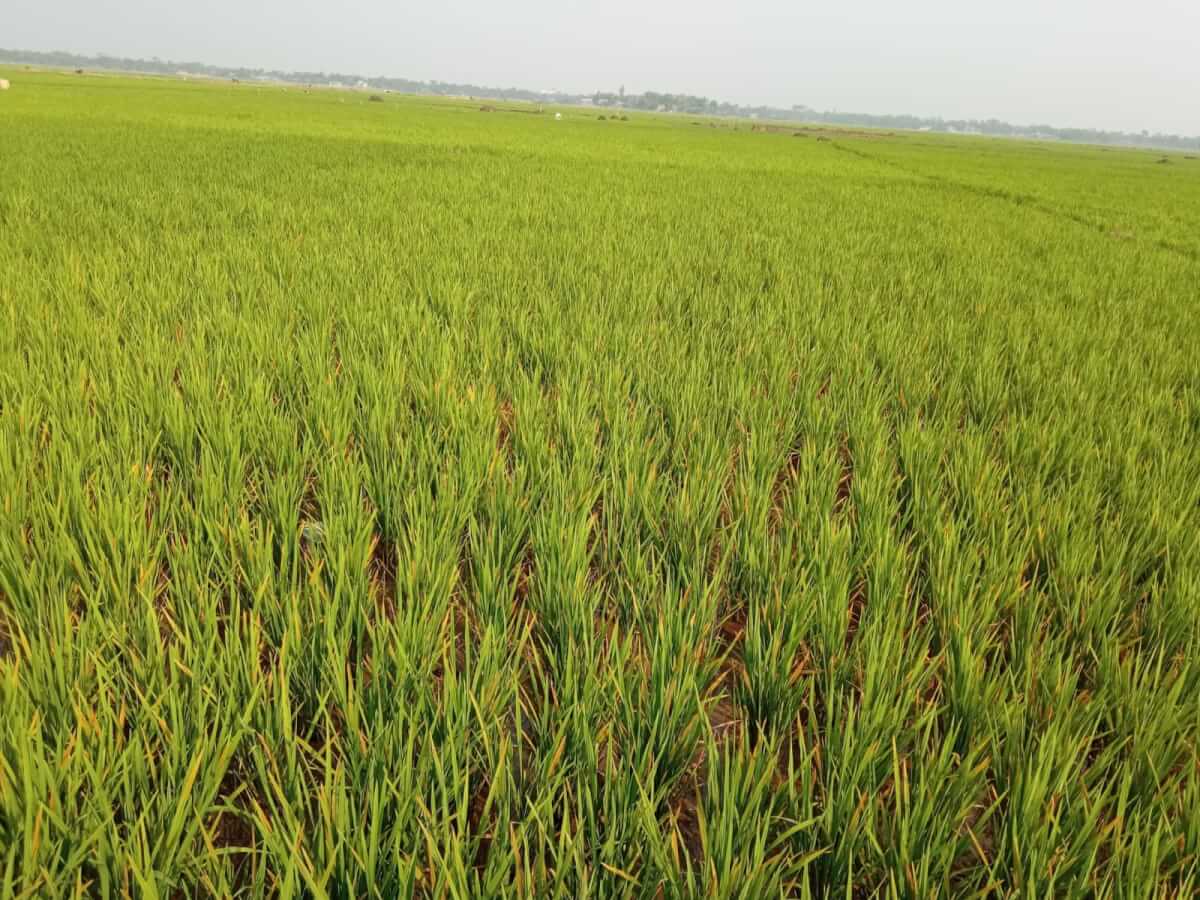 জুড়ীতে বোরো ধানে রোগ,আশংকায় কৃষক