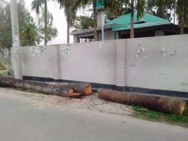 তেতুলিয়ায় অবৈধ ভাবে দুটি তালগাছ কর্তন