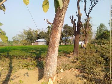 নিলাম সিন্ডিকেট পানির দামে গাছ বিক্রি, রাজস্ব হারিয়েছে সরকার