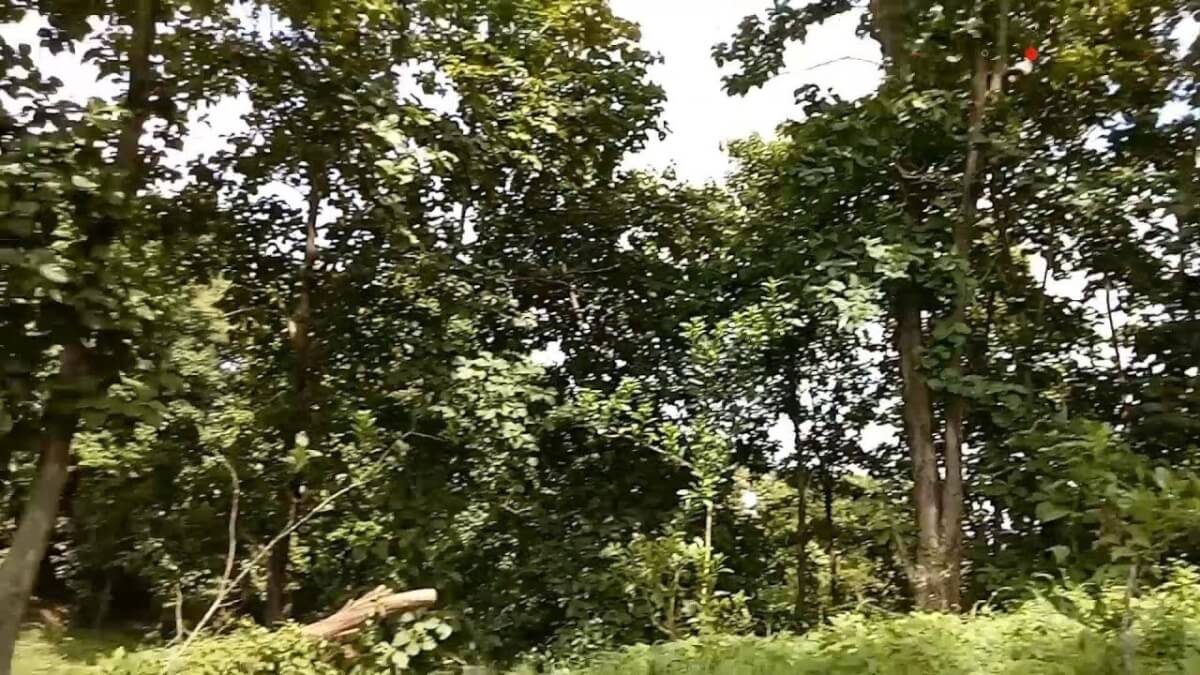 জুড়ীর লাঠিটিলার সংরক্ষিত বন পুড়ে ছাই