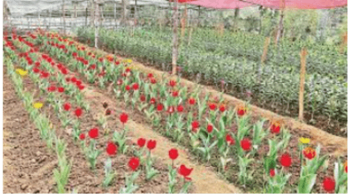 যশোরের ঝিকরগাছায় গদখালিতে টিউলিপ ফুল চাষে সাফল্যে ফুলচাষিরা