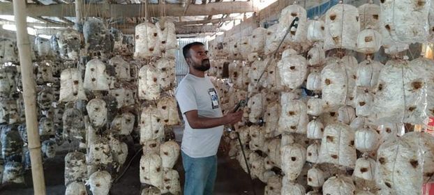 যশোরের ঝিকরগাছায় মাশরুম চাষে সফল উদ্যোক্তা ইমাদুল