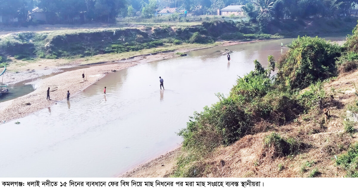 ১৫ দিনের ব্যবধানে ধলাই নদীতে বিষ