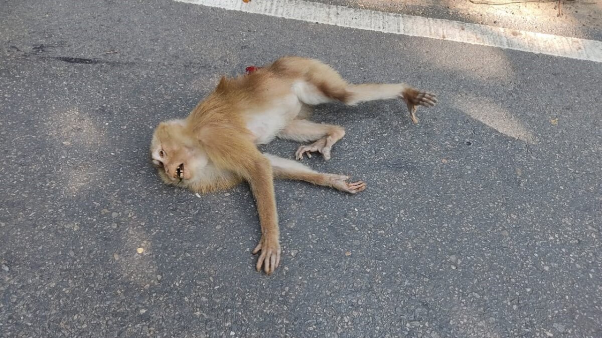 বন্যপ্রাণী দিবসে লাউযাছড়ায় প্রাণ গেল দুই বন্য প্রাণীর