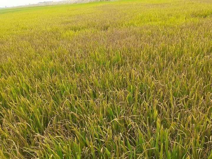 বানিয়াচং ও আজমিরীগঞ্জ উপজেলার হাওরে সোনালী ফসল ধানে বাদামী পোকার আক্রমণে ফসল হানীর সম্ভাবনা। কৃষকের মাথায় হাত।।