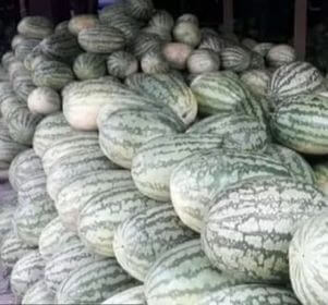 খেতের ৫০ টাকার তরমুজ বাজারে ৫০০টাকা কেনা পিচ হিসাবে বিক্রি কেজি দরে