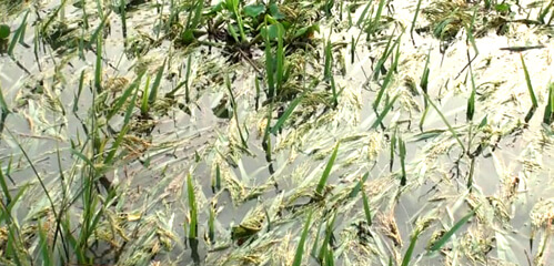 লাখাই উপজেলার ৯৩ হেক্টর জমির ফসল বিনষ্ট