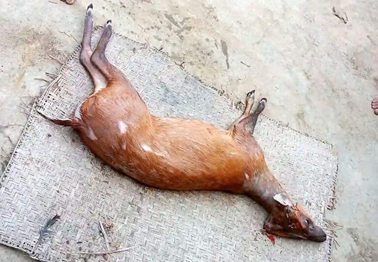 চুনারুঘাটে হরিণ জবাই করে ভাগবাটোয়ারা