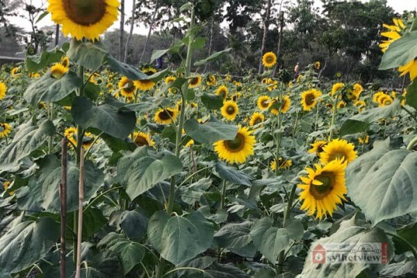বানিয়াচংয়ে জমিতে ফুটেছে মনোমুগ্ধকর সূর্যমুখী ফুল
