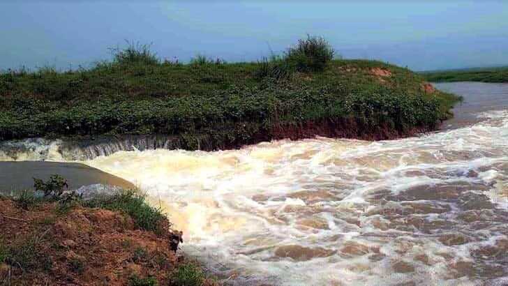 হাওরে তলিয়ে গেল ৫৫০ একর জমির আধপাকা ধান