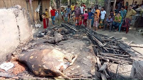 মাগুরায় মশার কয়েলের আগুনে একটি বড় গাভীন গরু ও ছাগলের মর্মান্তিক মৃত্যু