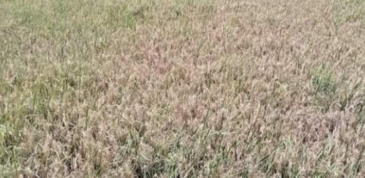 তালায় বোরো ধানে ব্লাস্ট ভাইরাসের আক্রমন, কৃষকরা সর্বশান্ত