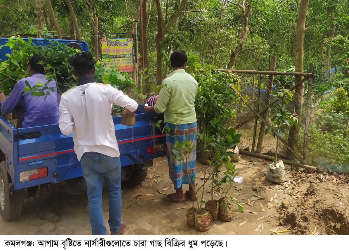 কমলগঞ্জে আগাম বৃষ্টিতে নার্সারীতে চারা গাছ বিক্রির ধূম