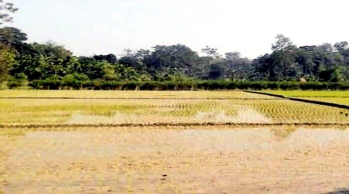 চুনারুঘাটে সংরক্ষিত বনে ধান চাষ