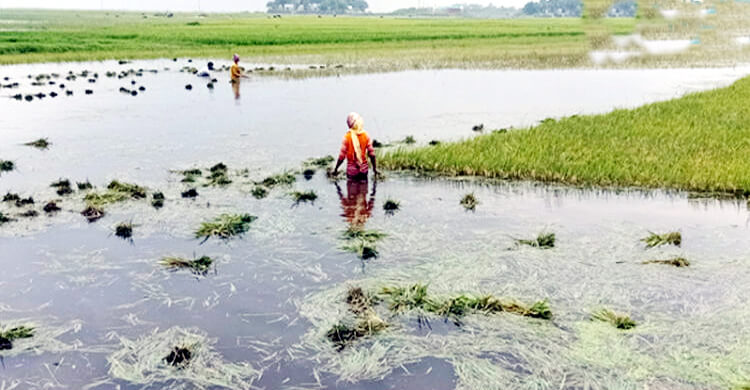 হবিগঞ্জে হাওরে পানিতে তলিয়ে গেছে আধাপাকা ধান
