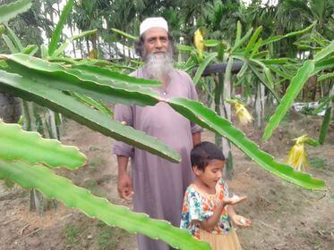 তেঁতুলিয়ায় প্রথমবারের মত এশিয়া মহা দেশের ড্রাগন ফলের চাষ