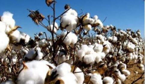যশোর সহ দেশের দক্ষিণ-পশ্চিমাঞ্চলের চারটি জোনে কৃষকরা তুলা চাষে লাভবান হচ্ছেন
