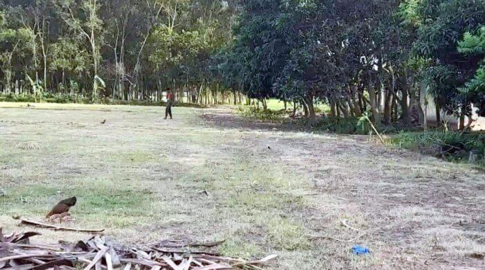 মাধবপুরে শত বছরের পুরনো খেলার মাঠে হচ্ছে চা বাগান