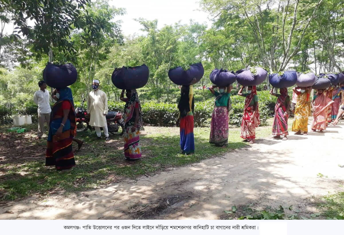 আজ চা-শ্রমিক দিবস শতবর্ষেও স্বীকৃতি পায়নি শ্রমিকরা