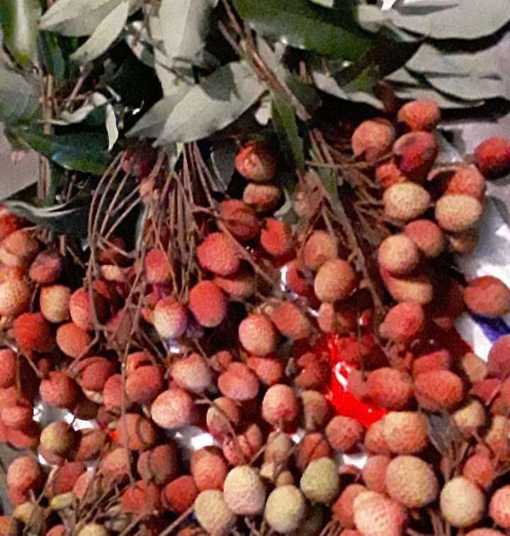 ছাতকে লিচু বাগানের গাছে-গাছে  ঝুলছে মৌসুমী রসালো ফল লি