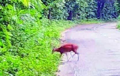 হবিগঞ্জের সাতছড়ি জাতীয় উদ্যোনে দেখা মিলল মায়া হরিণের