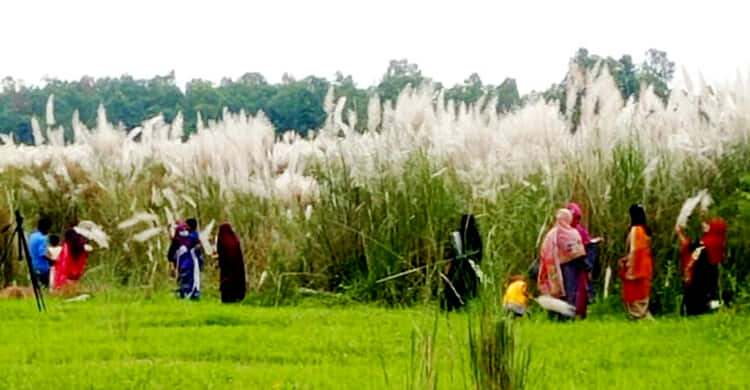 তেতুলিয়ায় সীমান্ত দিয়ে মহানন্দা নদীর ওপর কাশফুল