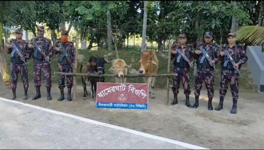 বোদায় সীমান্তে মালিকবিহীন ভারতীয় ৪ টি গরু আটক করেছে বর্ডার গার্ড বাংলাদেশ (৫৬ বিজিবি)