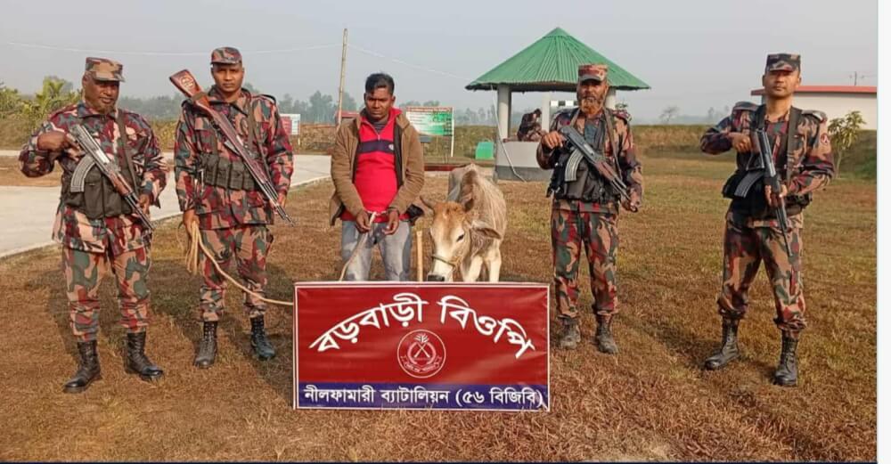 বোদা উপজেলা ভারতীয় অবৈধ দুই গরুসহ চোরাকারবারিকে আটক করেছে বিজিবি