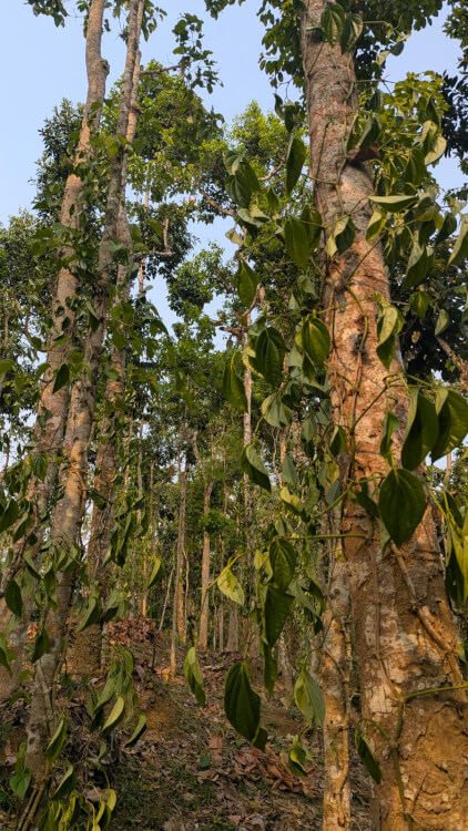কুলাউড়ায় সহস্রাধিক পান গাছ কেটেছে দুর্বৃত্তরা
