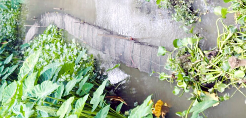 বিলুপ্তির পথে দেশীয় মাছ ও জলজ জীববৈচিত্র্য