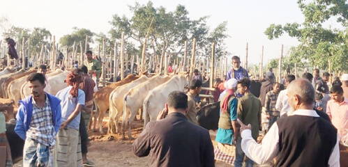 নবীগঞ্জে অবৈধ পশুর হাট বসাকে কেন্দ্র করে  ফের উত্তেজনা
