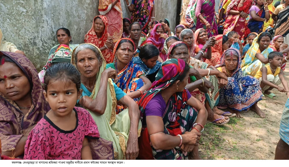 কমলগঞ্জের দেওড়াছড়া চা বাগানে ৩ সপ্তাহ ধরে মজুরী বন্ধ;