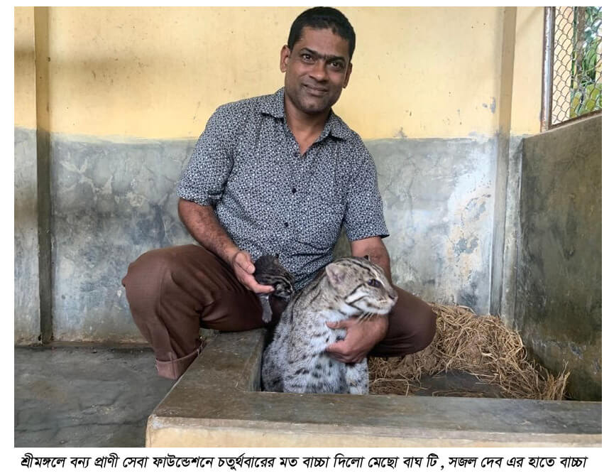 শ্রীমঙ্গলে বন্য প্রাণী সেবা ফাউন্ডেশনে চতুর্থবারের মত বাচ্চা দিলো মেছো বাঘ টি