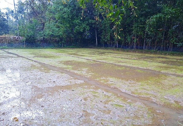 চুনারুঘাটে টানা বর্ষণে ফসলের ব্যাপক ক্ষতির আশংকা