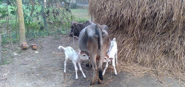 নীলফামারীতে দেশী গাভী জন্মদিল দুই বাছুর, পরিবারে খুশির বন্যা