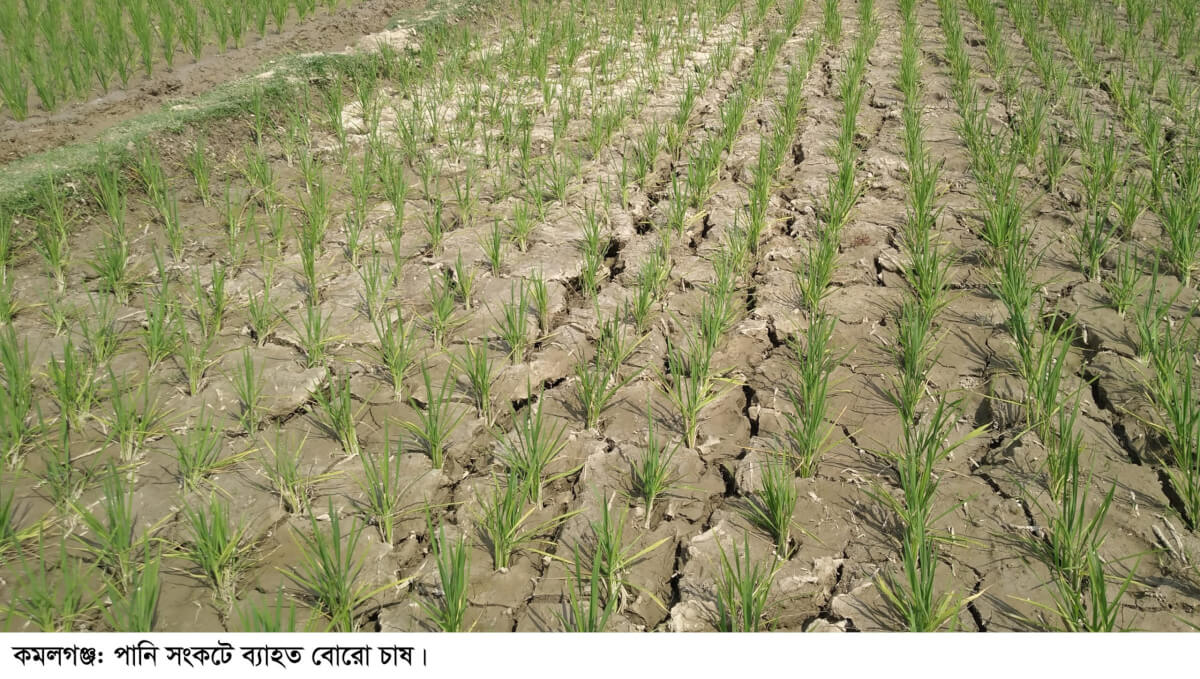 কমলগঞ্জে পানি সংকটে ব্যাহত হচ্ছে বোরো চাষ