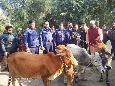 তেতুলিয়ায় তিরনই- এক কৃষকের গোয়ালঘর থেকে— ২ টি গরু চুরি