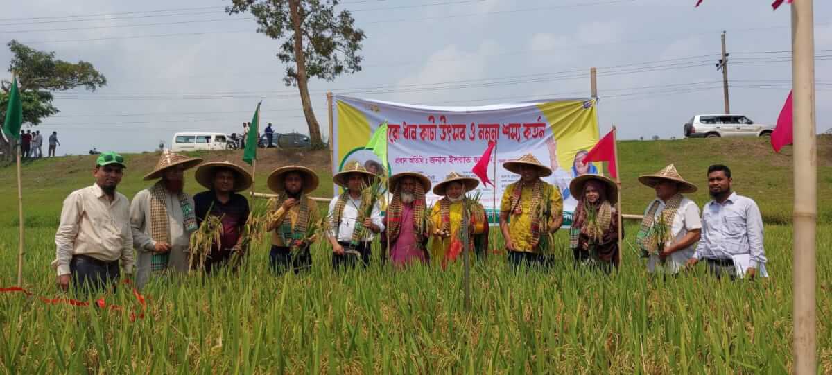 বানিয়াচংয়ে বোরো ধান কাটা উৎসব অনুষ্টিত।