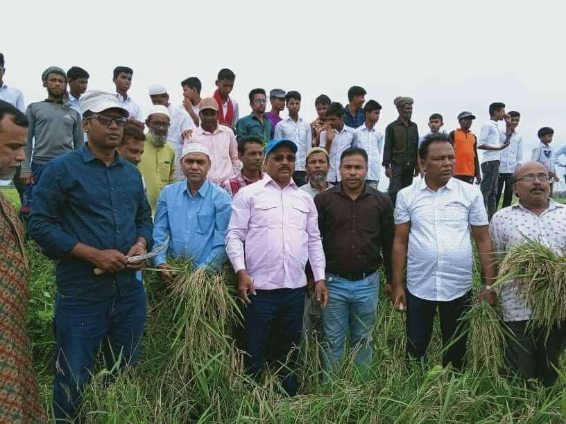 মধ্যনগরে ছাত্র-শিক্ষক ইউএনও কে সাথে নিয়ে কৃষকের ধান কেটে দিলেন এমপি রতন