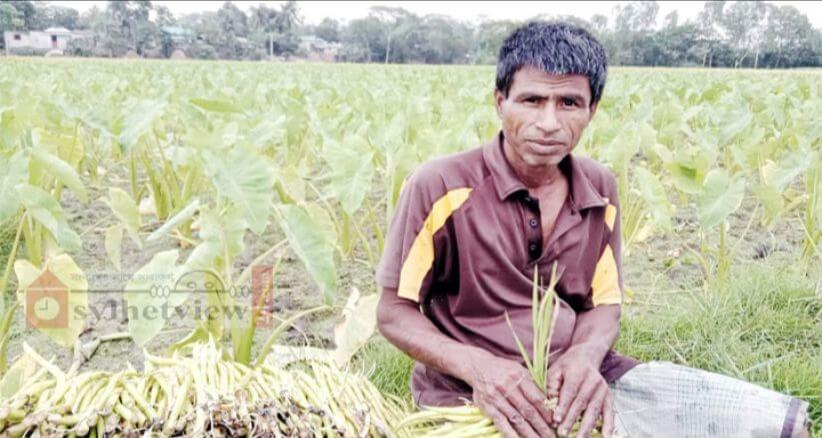 বানিয়াচংয়ে কচুর লতি চাষ করে স্বাবলম্বী মীরজাহান