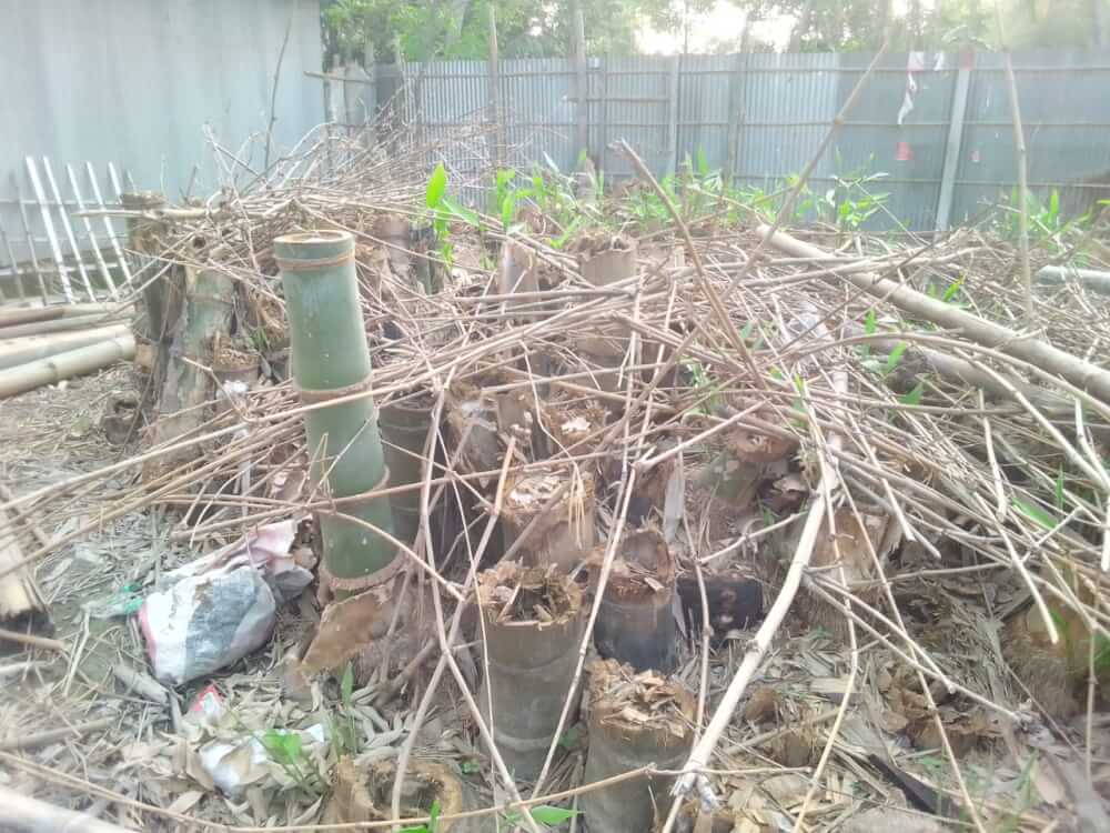 পঞ্চগড় তেতুলিয়ায় সরকারী সম্পক্তি বিরল প্রজাতির বোম্বাই বাঁসঝাড় কাটে সাবাড় এসিল্যান্ড! ইউএনও জানেন না!