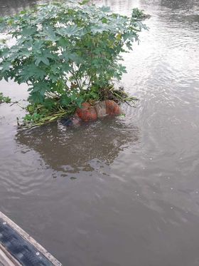 দেবীগঞ্জ নারীর মরদেহ