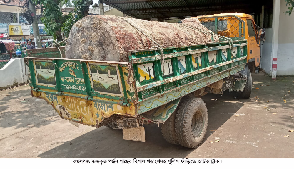কমলগঞ্জে সরকারি ভূমি হতে শতবর্ষী গর্জন গাছ কেটে চুরি; পাচারের সময় ট্রাকসহ ২ জন আটক