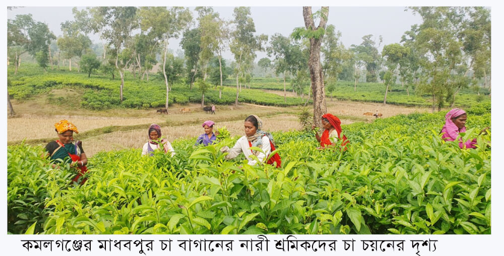 দু’সপ্তাহের বকেয়া মজুরি পেয়ে কাজে ফিরলেন এনটিসি চা বাগানের শ্রমিকরা