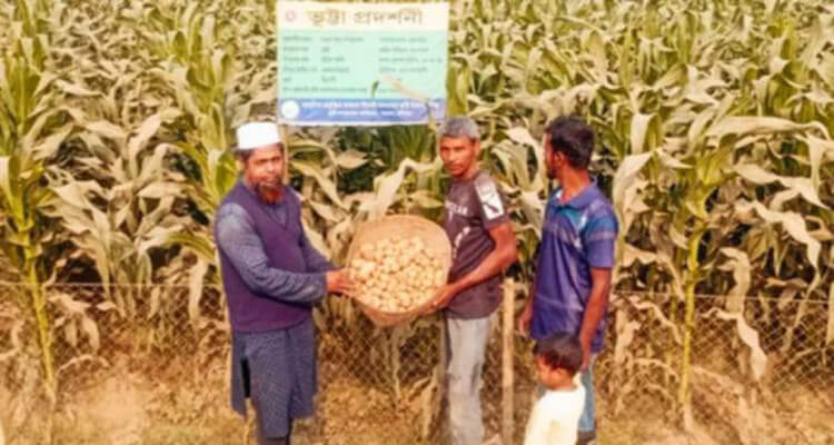 ভুট্টা ক্ষেতে ডায়মন্ড জাতের আলু চাষে সফল বাহুবলের কৃষক শাহনেওয়াজ