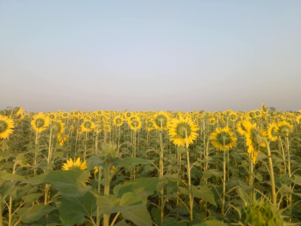 শাল্লায় কুশিয়ারার তীরে সূর্যের হাসি