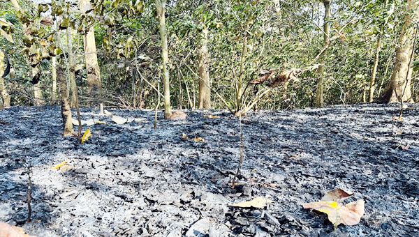 সিগারেট’ থেকে হবিগঞ্জের সাতছড়ি জাতীয় উদ্যানে আগুন!