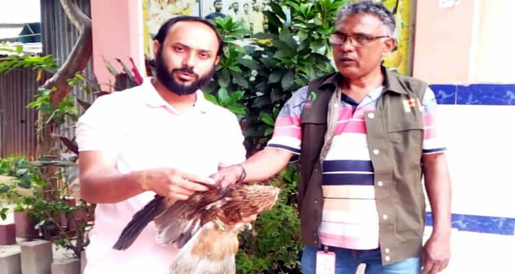 হবিগঞ্জে বিরল প্রজাতির ঈগল পাখি উদ্ধার