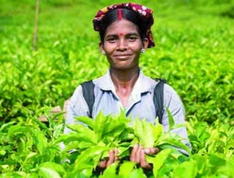 স্বাধীনতার ৫৪ বছরেও বৈষম্যের শিকার হবিগঞ্জের চা-শ্রমিকরা