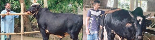 হবিগঞ্জে  কুরবানীর ঈদের হাট কাঁপাবে জিললু, ডন সুলতান, বাহাদুর ও লাল রাজা বাবুরা
